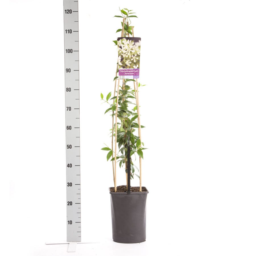  Toscaanse Jasmijn (Trachelospermum Jasminoides)