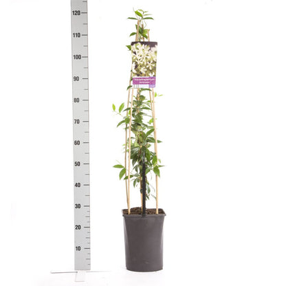  Toscaanse Jasmijn (Trachelospermum Jasminoides)