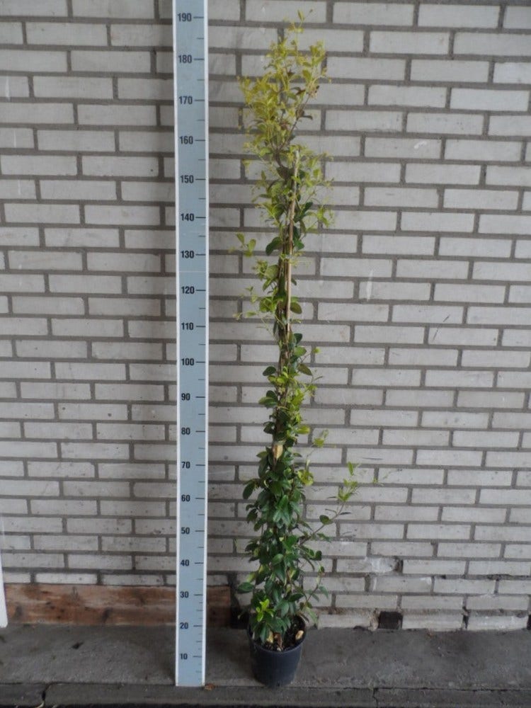  Toscaanse Jasmijn (Trachelospermum Jasminoides)