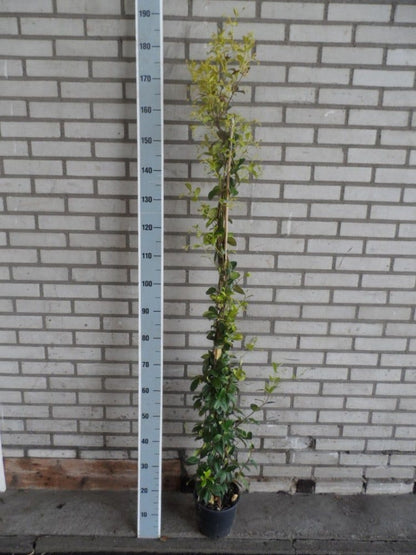  Toscaanse Jasmijn (Trachelospermum Jasminoides)