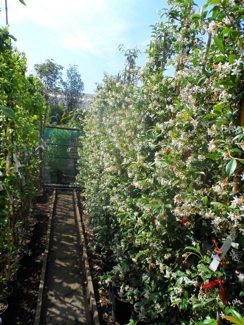  Toscaanse Jasmijn (Trachelospermum Jasminoides)