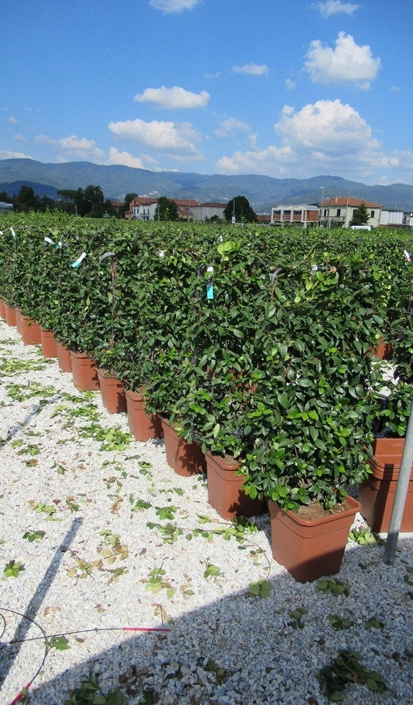  Toscaanse Jasmijn Als Leivorm(Trachelospernum Jasminoides)