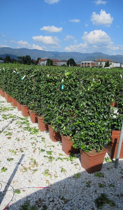  Toscaanse Jasmijn Als Leivorm(Trachelospernum Jasminoides)