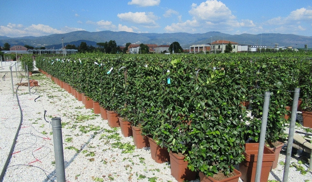  Toscaanse Jasmijn Als Leivorm(Trachelospernum Jasminoides)
