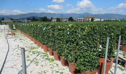  Toscaanse Jasmijn Als Leivorm(Trachelospernum Jasminoides)