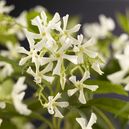  Toscaanse Jasmijn (Trachelospermum Jasminoides)