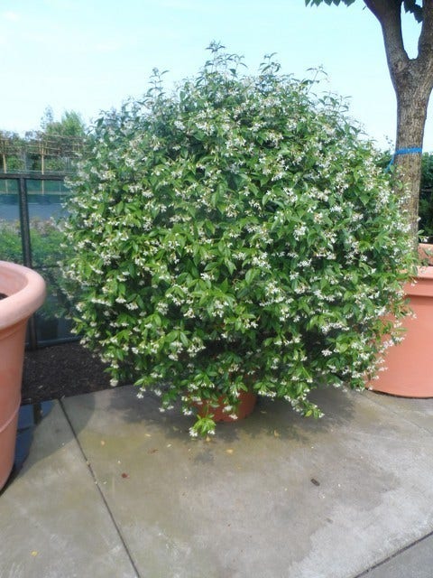  Toscaanse Jasmijn, Bolvorm (Trachelospermum Jasminoides )