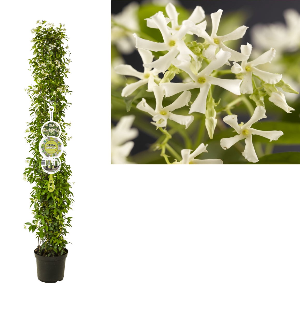  Toscaanse Jasmijn, Cilinder (Trachelospermum Jasminoides )