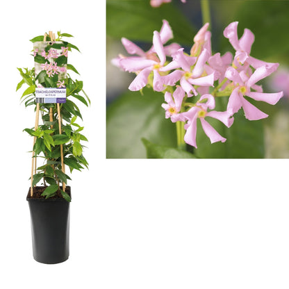  Roze Toscaanse Jasmijn (Trachelospermum 'Pink Air')