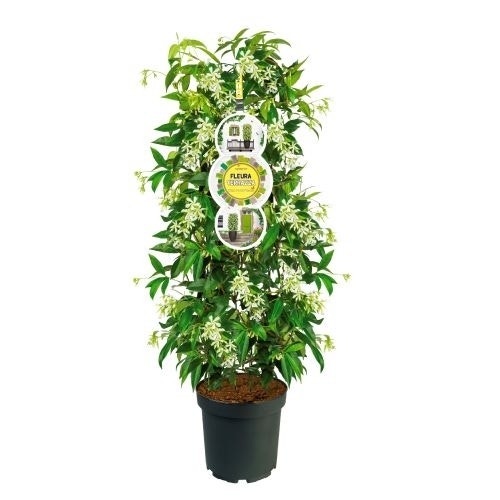  Toscaanse Jasmijn, Cilinder (Trachelospermum Jasminoides )