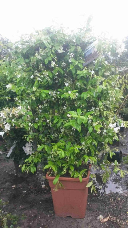  Toscaanse Jasmijn Als Leivorm(Trachelospernum Jasminoides)