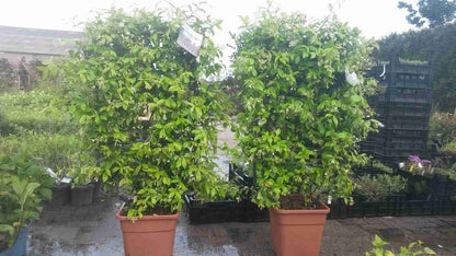  Toscaanse Jasmijn Als Leivorm(Trachelospernum Jasminoides)