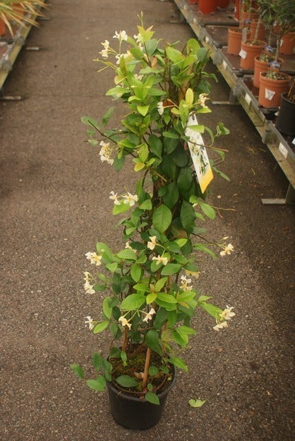  Toscaanse Jasmijn (Trachelospermum Jasminoides)