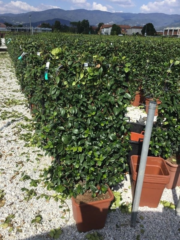  Toscaanse Jasmijn Als Leivorm(Trachelospernum Jasminoides)