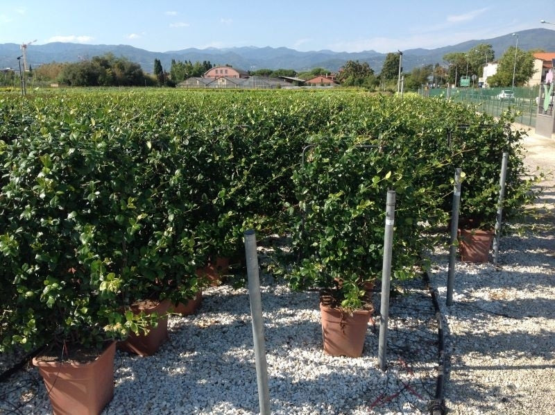  Toscaanse Jasmijn Als Leivorm(Trachelospernum Jasminoides)