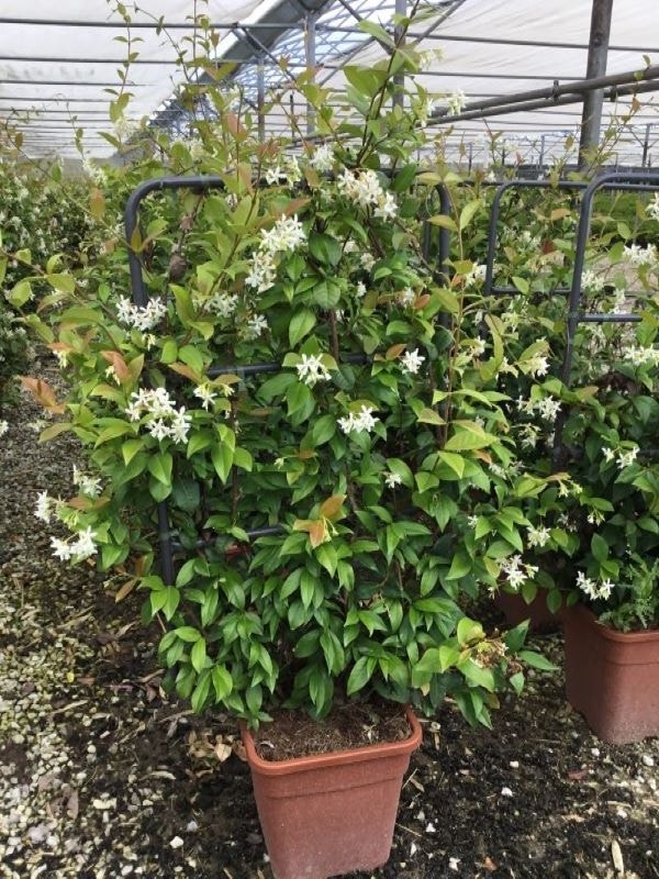  Toscaanse Jasmijn Als Leivorm(Trachelospernum Jasminoides)
