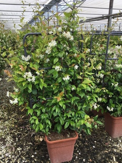 Toscaanse Jasmijn Als Leivorm(Trachelospernum Jasminoides)