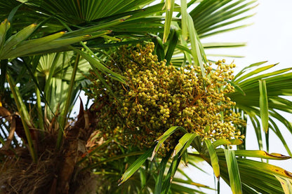  Winterharde Palm (Trachycarpus Fortunei)