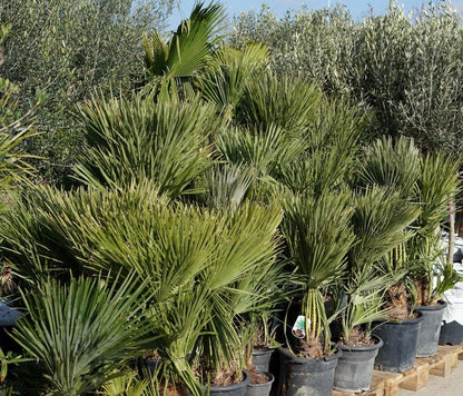  Dwergpalm (Chamaerops Humilis)