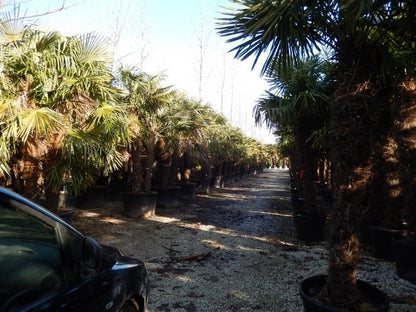  Winterharde Palm Meerstammig (Trachycarpus Fortunei)