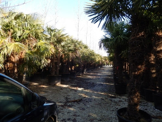  Winterharde Palm Meerstammig (Trachycarpus Fortunei)