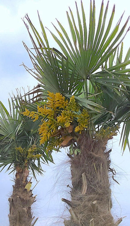  Winterharde Palm (Trachycarpus Fortunei)
