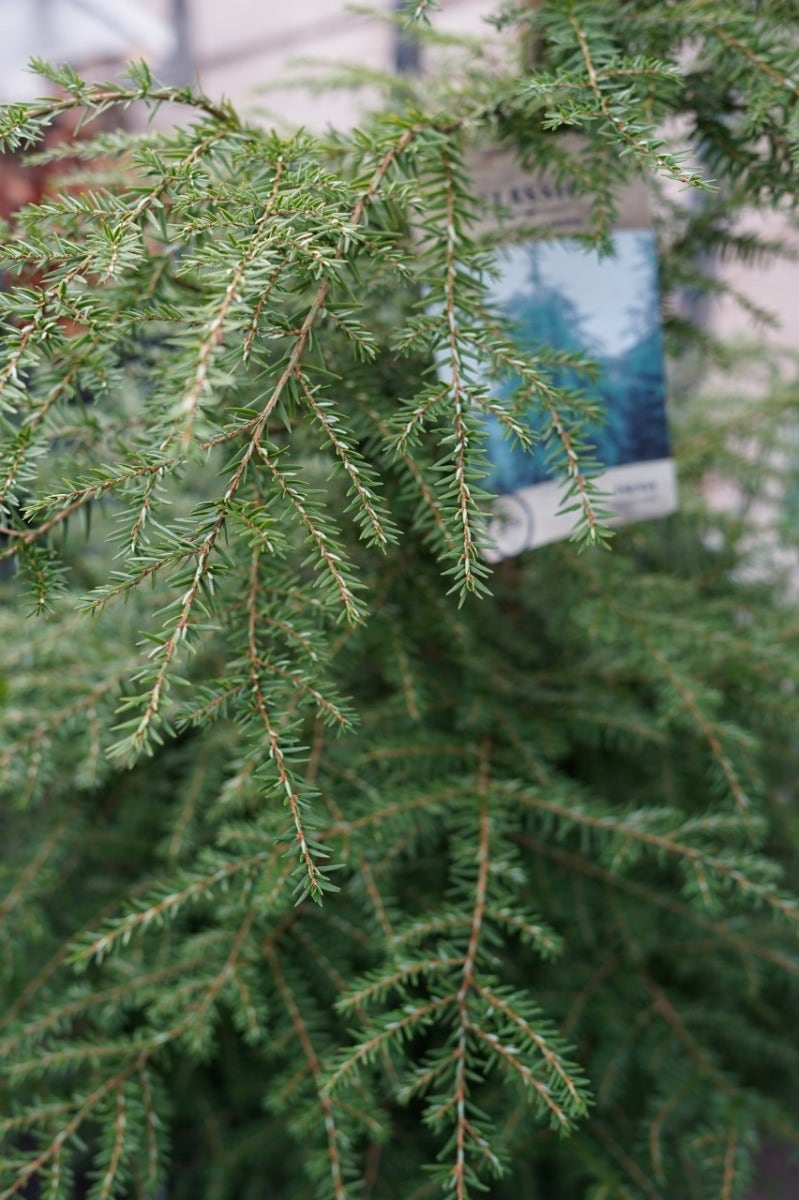  Hemlockspar (Tsuga Canadensis)