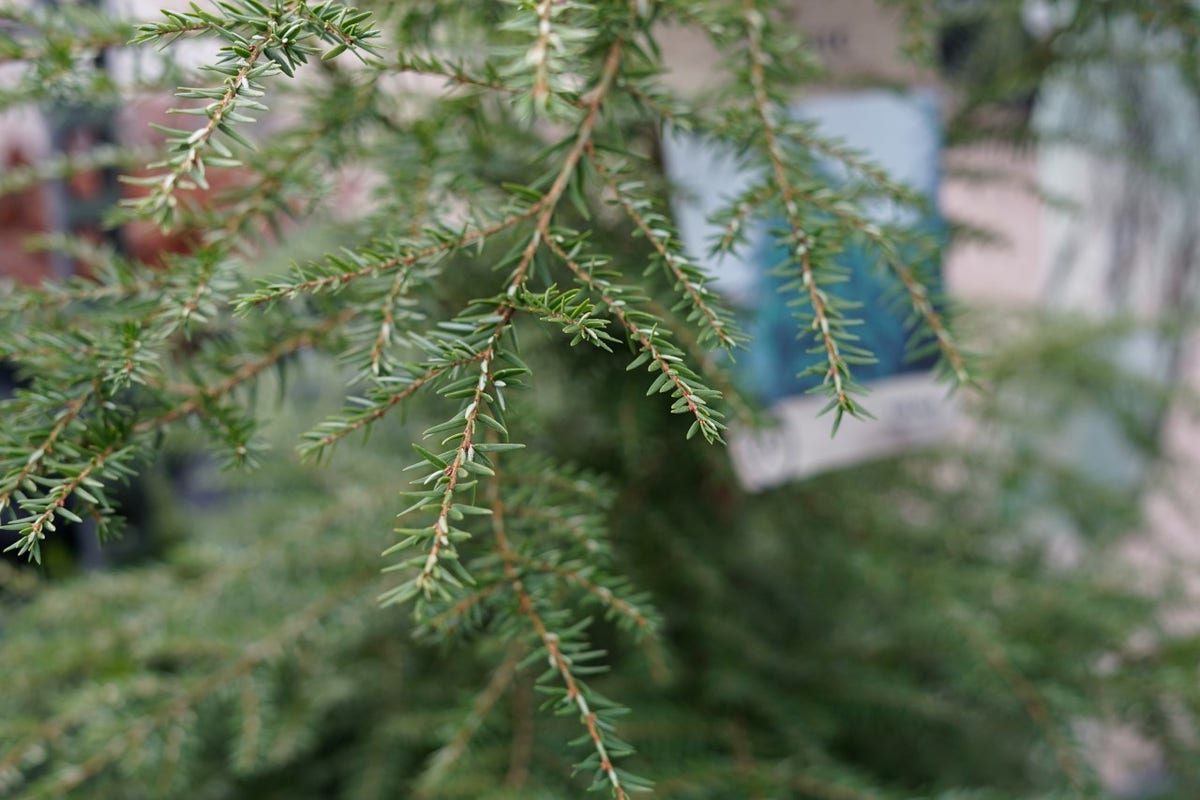  Hemlockspar (Tsuga Canadensis)
