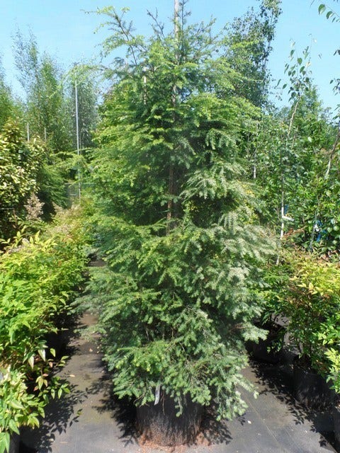  Hemlockspar (Tsuga Canadensis)