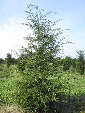  Hemlockspar (Tsuga Canadensis)
