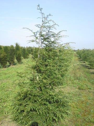  Hemlockspar (Tsuga Canadensis)