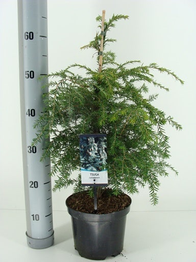  Hemlockspar (Tsuga Canadensis)