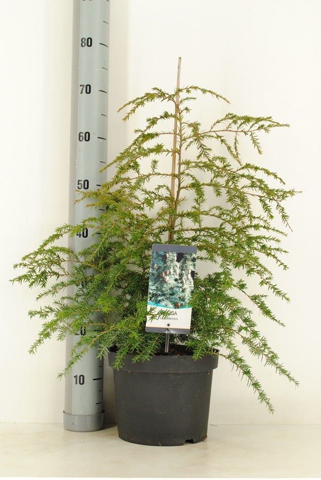  Hemlockspar (Tsuga Canadensis)