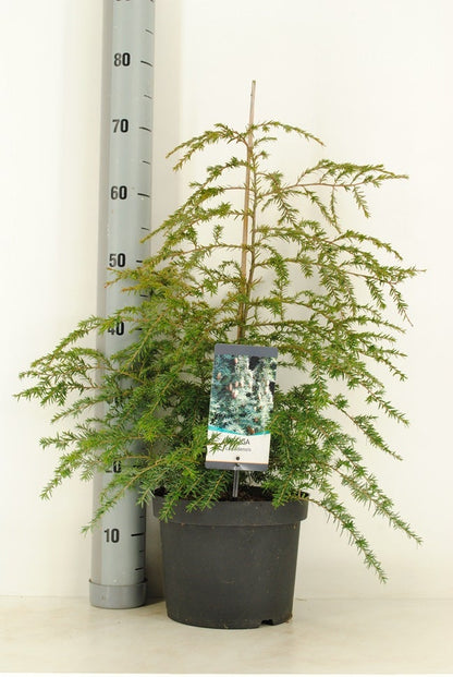  Hemlockspar (Tsuga Canadensis)