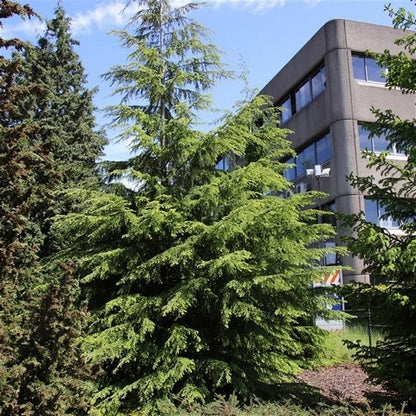  Westelijke Hemlockspar (Tsuga Heterophylla)