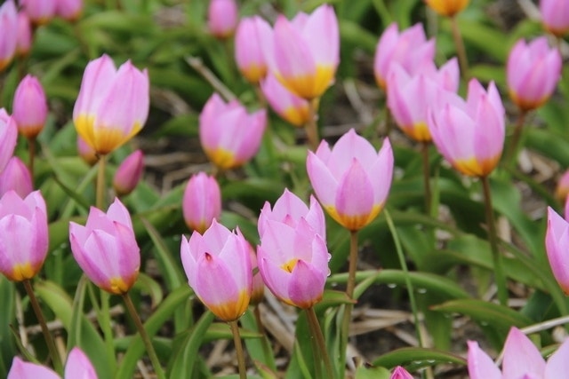  Tulp (Tulipa Bakeri 'Lilac Wonder')