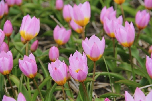  Tulp (Tulipa Bakeri 'Lilac Wonder')