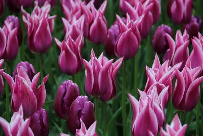 Tulp (Tulipa 'Ballade')