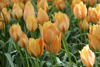  Tulp (Tulipa Batalinii 'Bright Gem')