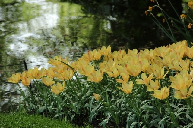  Tulp (Tulipa Batalinii 'Bright Gem')