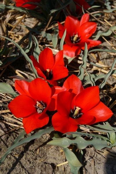  Tulp (Tulipa Batalinii 'Red Hunter')