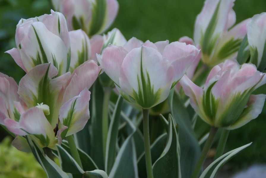  Tulp (Tulipa 'China Town')