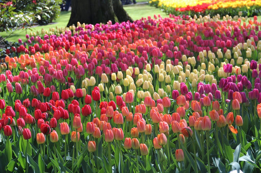  Tulp (Tulipa Darwin Hybride Mix)