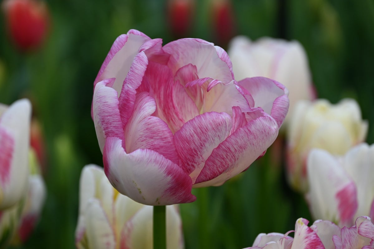  Tulp (Tulipa 'Double Shake')