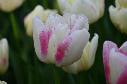 Tulp (Tulipa 'Double Shake')