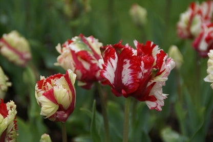  Tulp (Tulipa 'Estella Rijnveld, Parkiet')