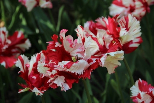  Tulp (Tulipa 'Estella Rijnveld, Parkiet')