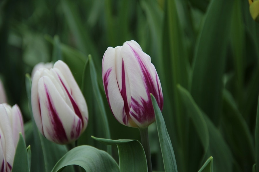  Tulp (Tulipa 'Flaming Flag')