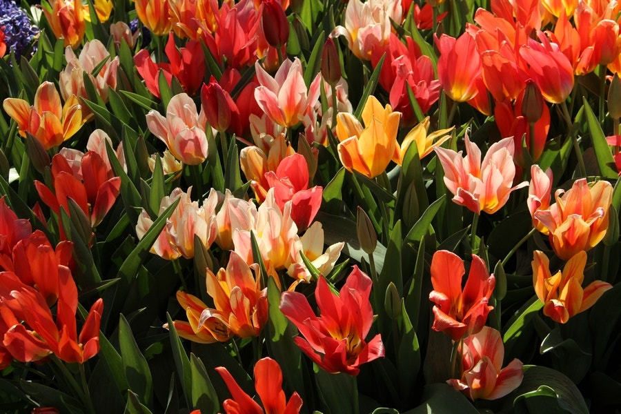  Tulp (Tulipa 'Fun Colors ®)