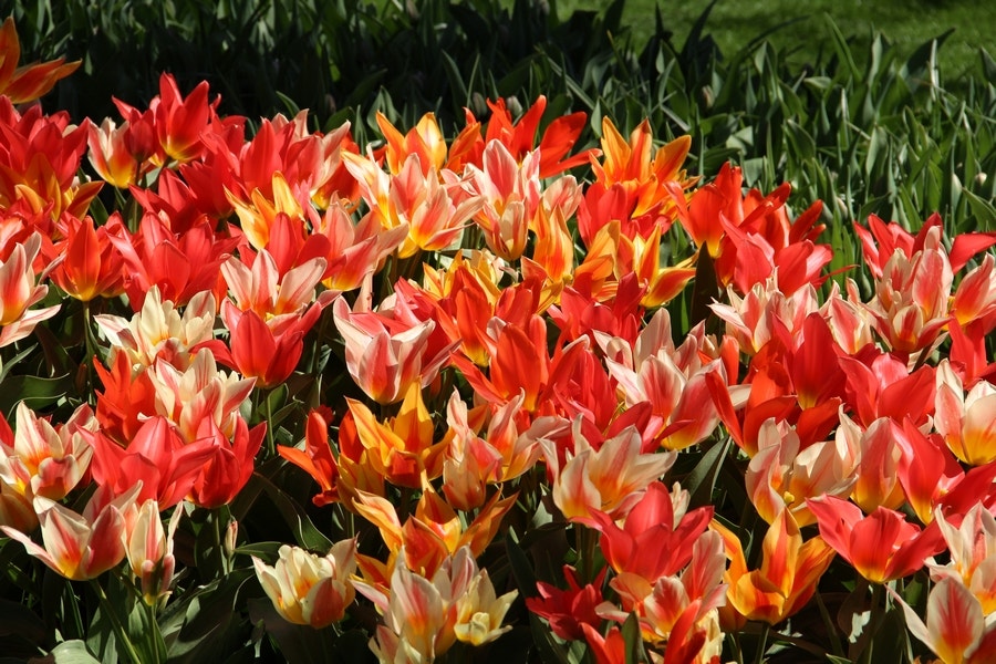  Tulp (Tulipa 'Fun Colors ®)